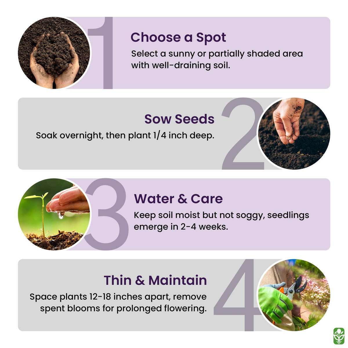 Marde Ross Russell lupine sowing in fall or spring for best results.