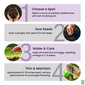 Marde Ross Russell lupine sowing in fall or spring for best results.
