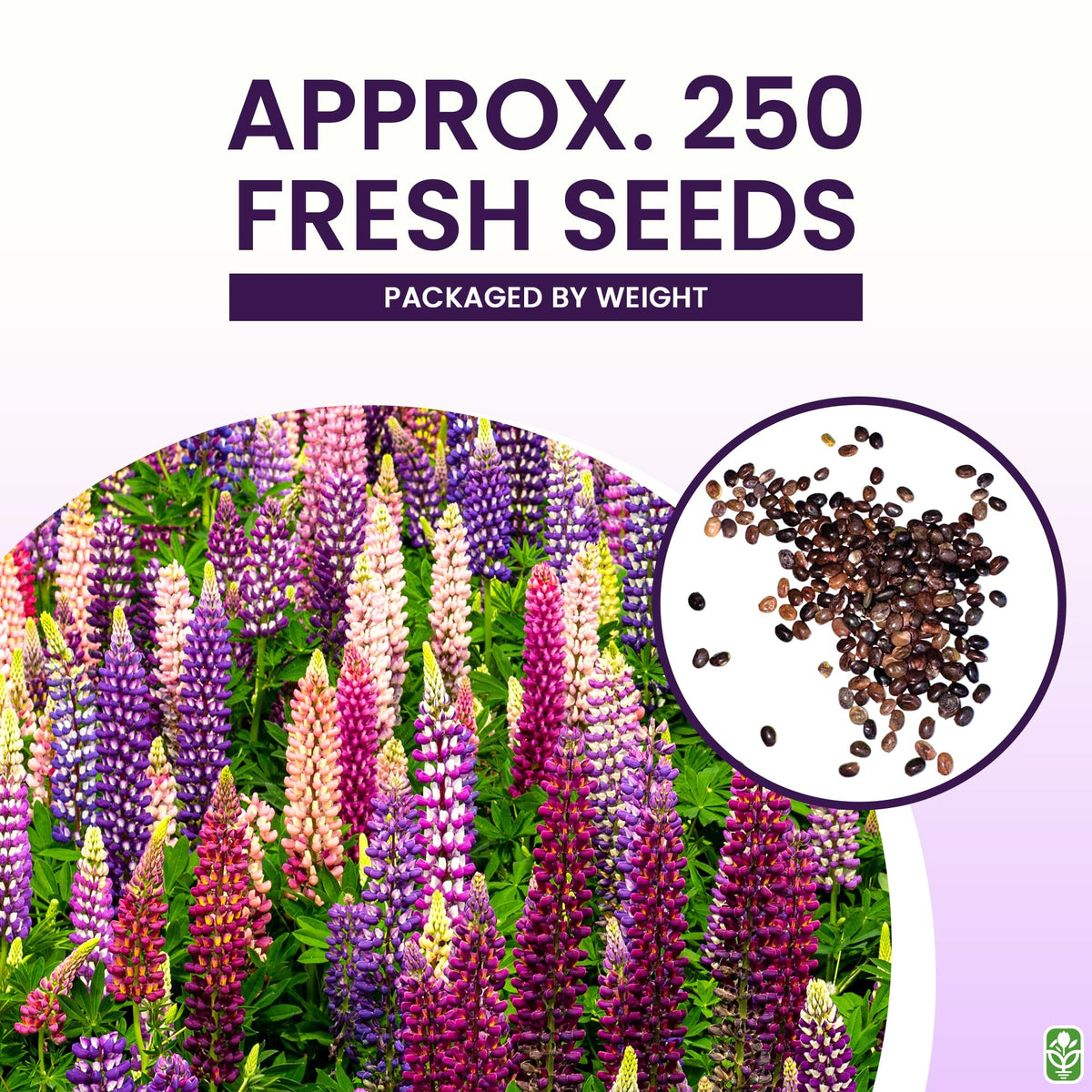 Marde Ross Russell lupine spikes attract bees and hummingbirds.