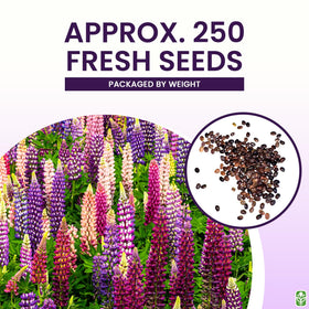 Marde Ross Russell lupine spikes attract bees and hummingbirds.