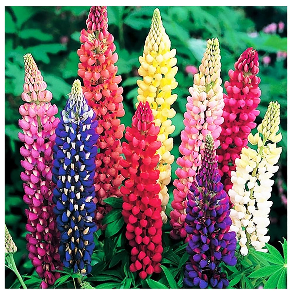 Marde Ross Russell lupine spikes provide tall, dramatic borders in the garden.