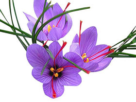 Marde Ross saffron crocus bulbs for beds or containers, easy to start.