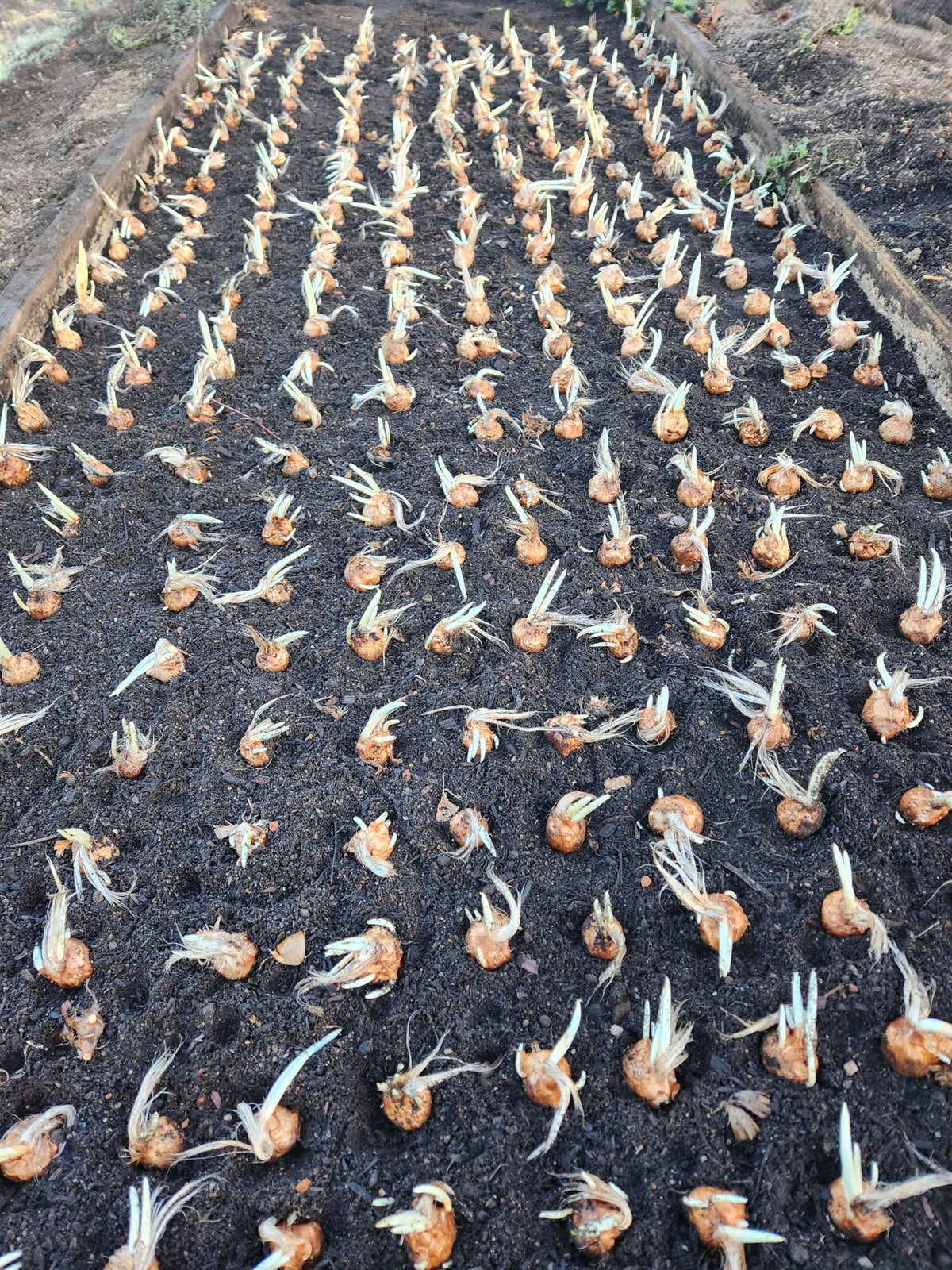 Marde Ross saffron crocus corms form clumps and grow year after year.