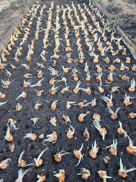 Marde Ross saffron crocus corms form clumps and grow year after year.