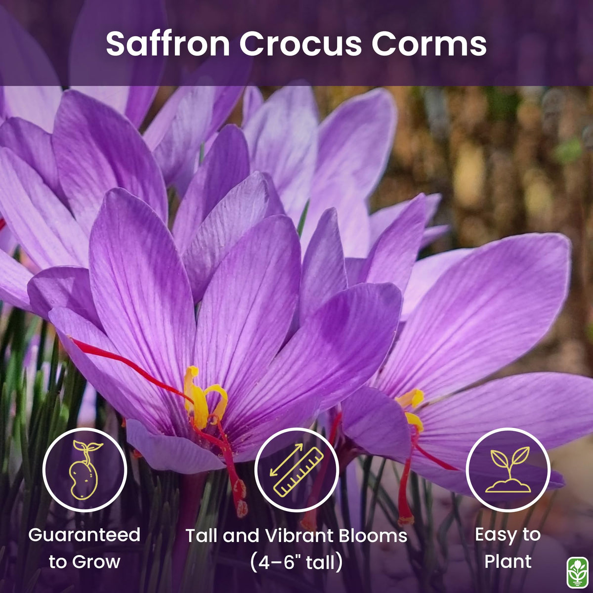 Marde Ross saffron crocus bloom in late fall with lilac petals and red stigmas
