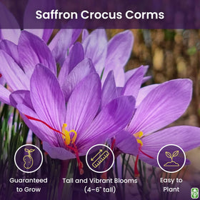 Marde Ross saffron crocus bloom in late fall with lilac petals and red stigmas