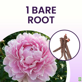 Marde Ross Sarah Bernhardt Double Pink Bare Root 3-5 Eye, ready for spring installation.