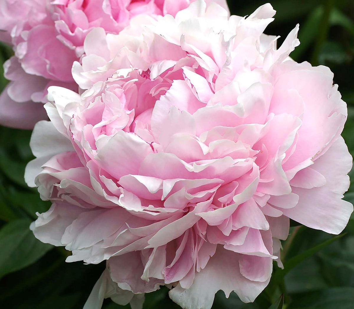 Marde Ross Sarah Bernhardt Double Pink Peony bloom close-up, vivid petals for a standout garden focal.