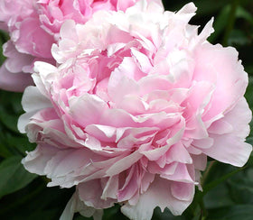 Marde Ross Sarah Bernhardt Double Pink Peony bloom close-up, vivid petals for a standout garden focal.