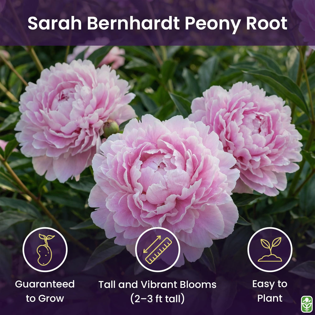 Marde Ross Sarah Bernhardt Double Pink Live Plant ready to plant, instant garden color opportunity.
