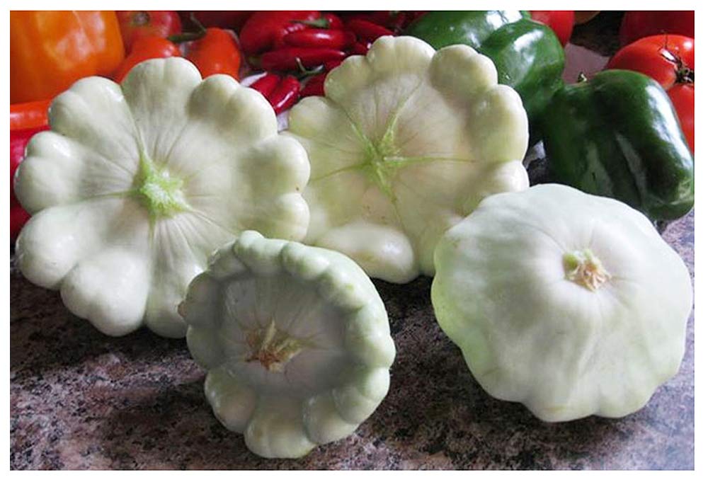 Marde Ross & Company scallop blend squash growing on trellis, ideal for fresh picking.