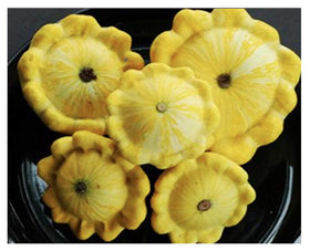 Close-up of small multihued scallop squash, perfect for harvest at two inches.