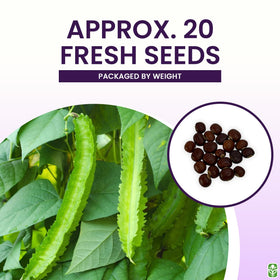 Marde Ross scarified seed coat improves germination speed for Winged Bean.