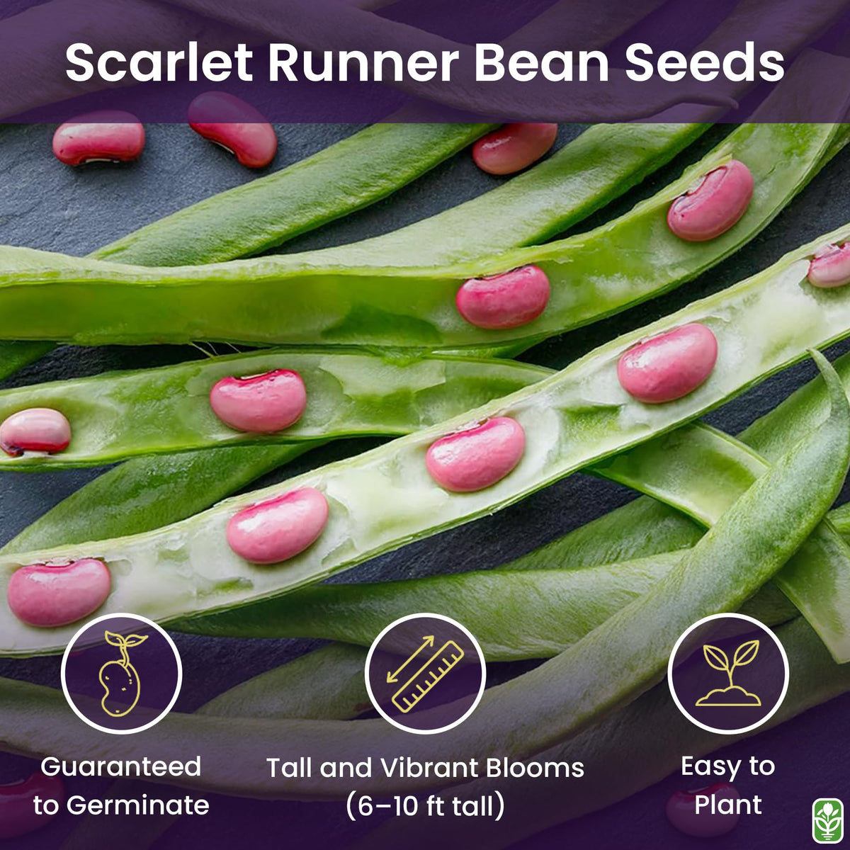 Scarlet runner beans on trellis showing vigorous vines and sunny growth.