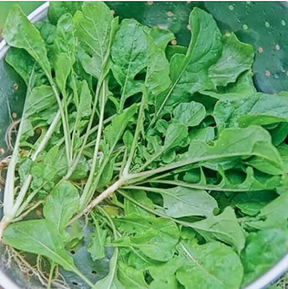 Marde Ross Seven Top Turnip Greens Seeds Pack, ideal for fresh salads at home.