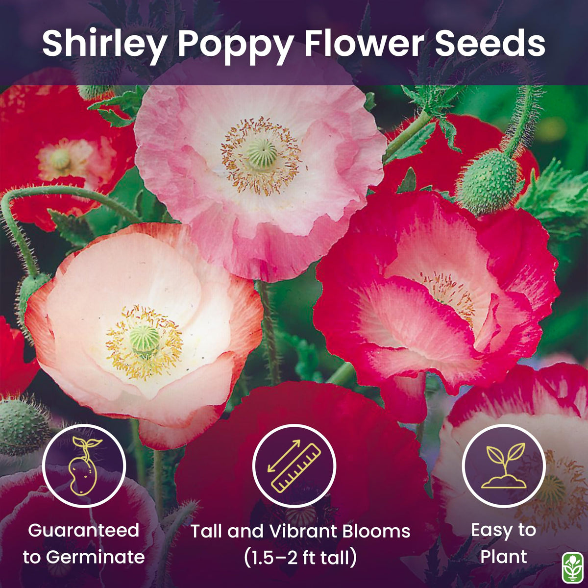 Pastel Shirley Poppy blooms by Marde Ross add soft color to borders