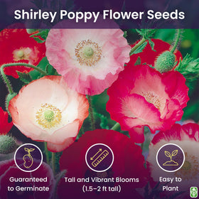 Pastel Shirley Poppy blooms by Marde Ross add soft color to borders
