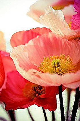 Marde Ross Shirley Poppy seeds pack ready for outdoor planting to brighten beds