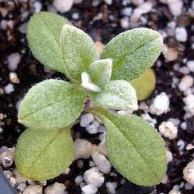 Direct sow Snow-in-Summer seeds on bare soil for natural establishment.