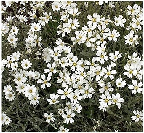 Snow-in-Summer displays lush growth in full sun for a durable ground cover.