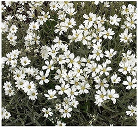 Snow-in-Summer displays lush growth in full sun for a durable ground cover.