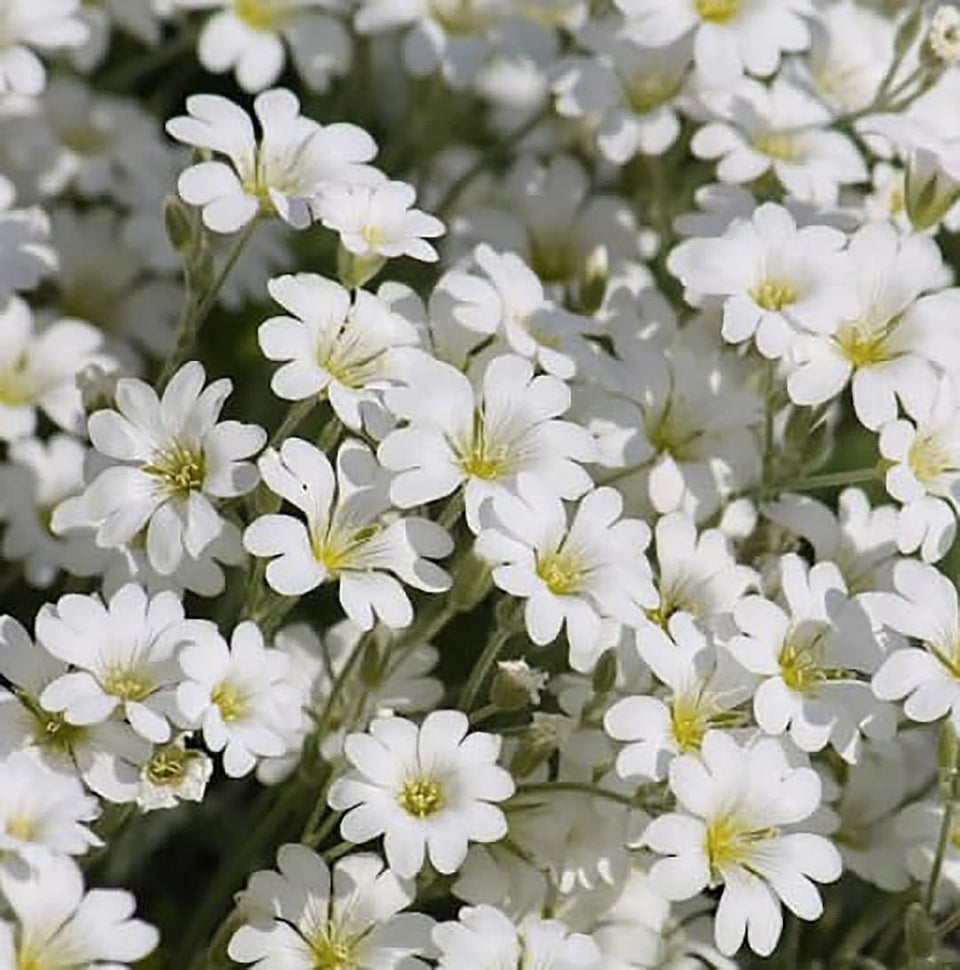 Marde Ross Snow-in-Summer seeds form emerald ground cover in sun-lit beds.