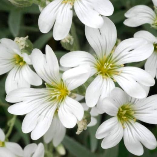 Marde Ross Snow-in-Summer ideal for xeriscaping in dry garden settings.