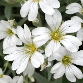 Marde Ross Snow-in-Summer ideal for xeriscaping in dry garden settings.
