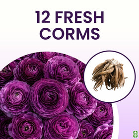 Marde Ross Purple Aviv Ranunculus brighten spring gardens with rich purple flowers