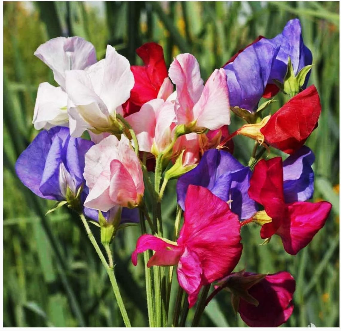 Marde Ross sweet pea vines reach up to ten feet with proper support.