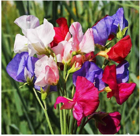 Marde Ross sweet pea vines reach up to ten feet with proper support.