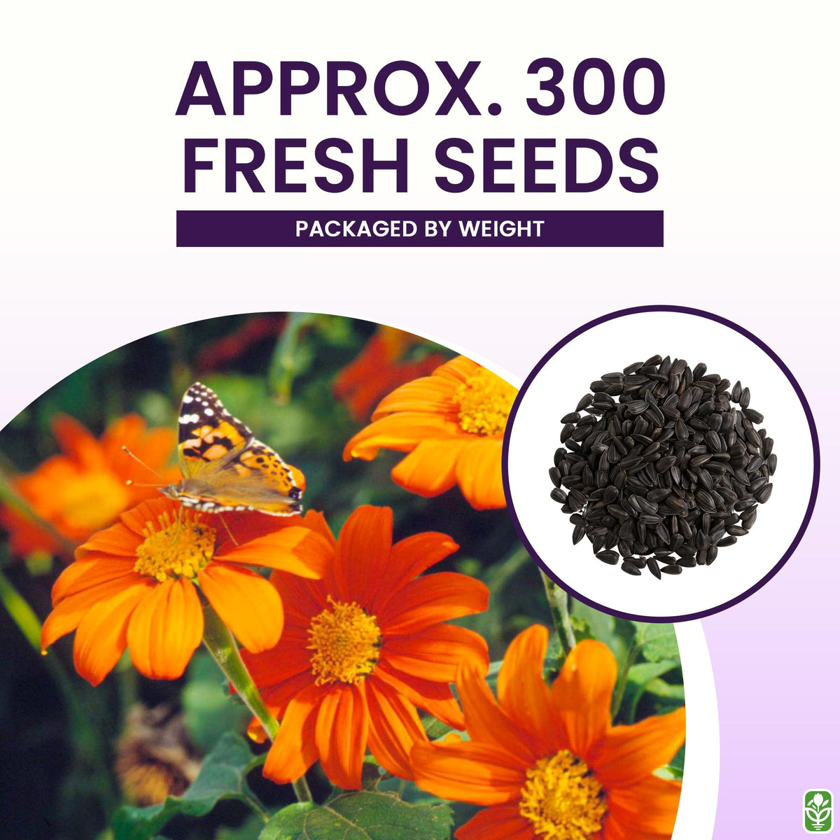Marde Ross's tall orange sunflowers provide dramatic vertical accents in gardens.