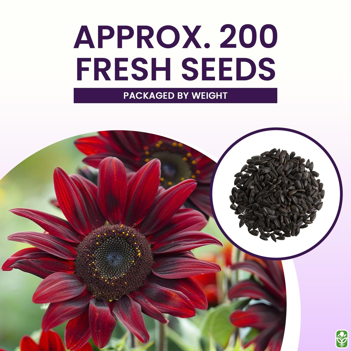 Marde Ross Chocolate Cherry sunflowers growing tall in garden borders.