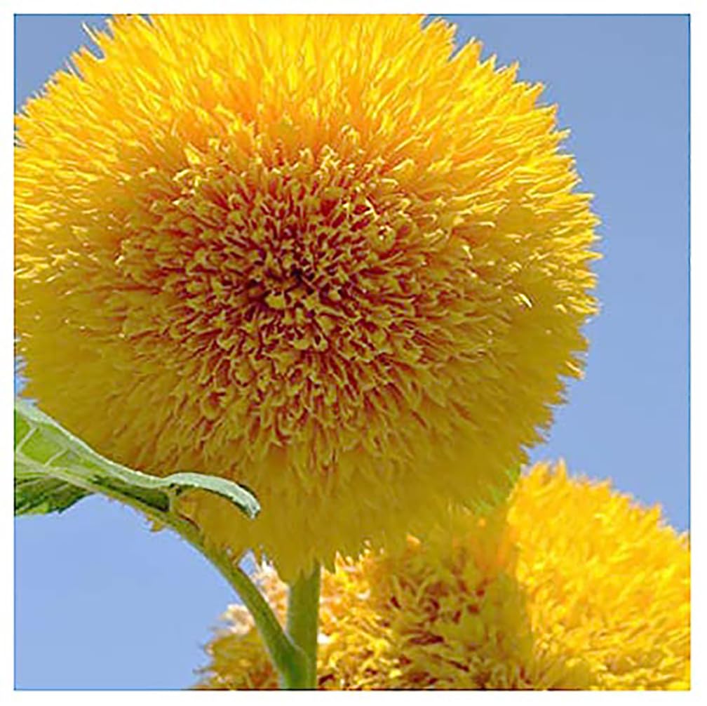 Marde Ross Teddy Bear seed packet showing fluffy dwarf sunflowers for small borders