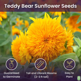 Marde Ross Teddy Bear blooms on compact plants ideal for containers