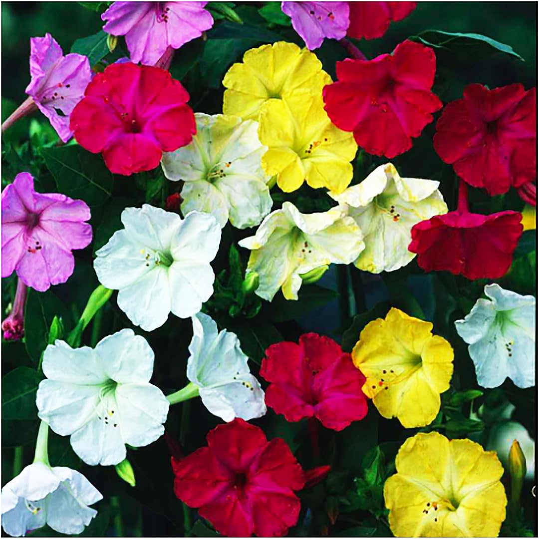 Marde Ross tender perennial tubers reseed year after year.