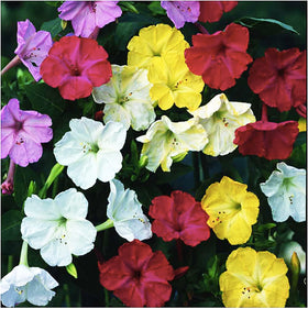 Marde Ross tender perennial tubers reseed year after year.