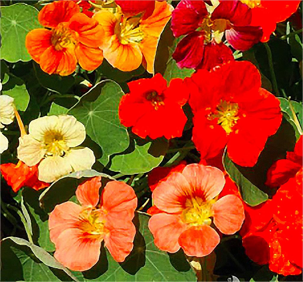 Marde Ross Tom Thumb nasturtium seeds in containers provide easy color.