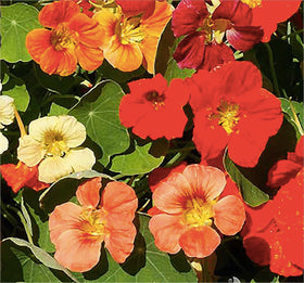 Marde Ross Tom Thumb nasturtium seeds in containers provide easy color.