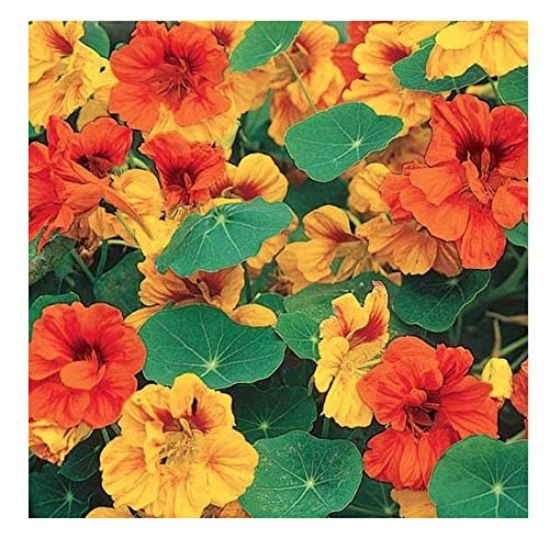 Marde Ross Tom Thumb nasturtium seed blooms as a vibrant ground cover.