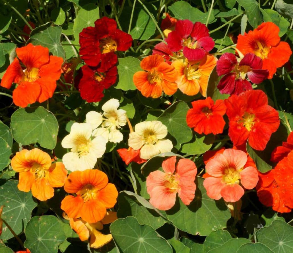 Marde Ross Tom Thumb attracts hummingbirds and butterflies for lively pollinator spaces.
