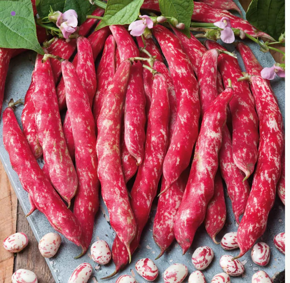 Marde Ross Tongue of Fire bean seeds pack—colorful bush beans ready for vibrant garden beds.
