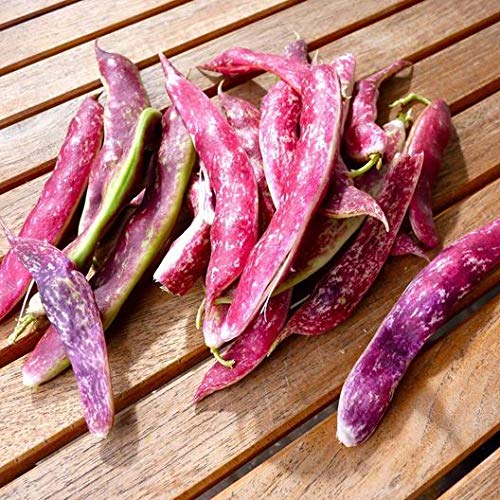 Marde Ross Tongue of Fire pods ready for harvest; dual-use for fresh pods or dry beans.