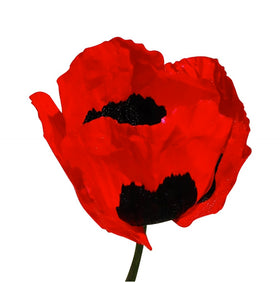 Marde Ross Turkish Poppy Seeds show tall poppy with black markings for dramatic borders