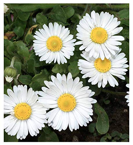 Marde Ross White English Lawn Daisy seeds; ideal for borders and lawn-inspired ground cover.