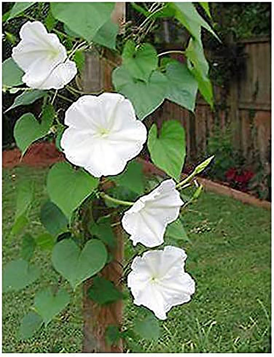Marde Ross & Company White Moonflower bloom closeup shows nocturnal fragrance.