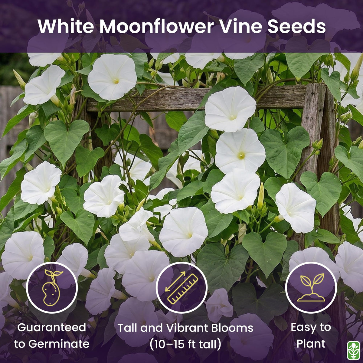 Marde Ross & Company White Moonflower night-fragrance visual for evening garden.
