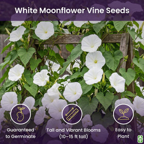 Marde Ross & Company White Moonflower night-fragrance visual for evening garden.