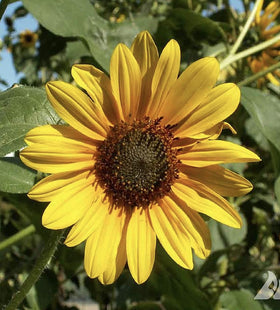 Bees on Marde Ross Wild Sunflower bloom in a pollinator-friendly scene