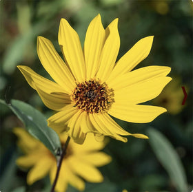 Field of Marde Ross Wild Sunflower thriving in full sun across open space